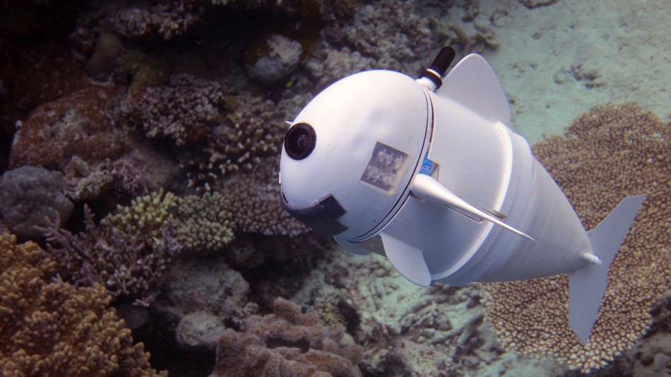 Robot SoFi będzie szpiegował swoich krewniaków głębinowych