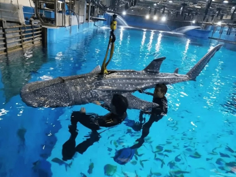 Oddajcie nam nasze pieniądze! Odwiedzający chińskie oceanarium są oburzeni, że zamiast żywego morskiego giganta pokazano im zrobotyzowanego rekina-2