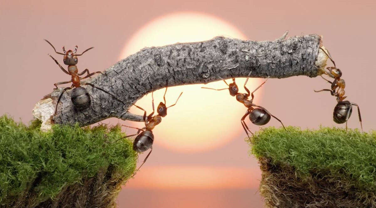 Poczuj się jak owad: zaprezentowano zwiastun rozgrywki z niezwykłej gry strategicznej Empire of the Ants