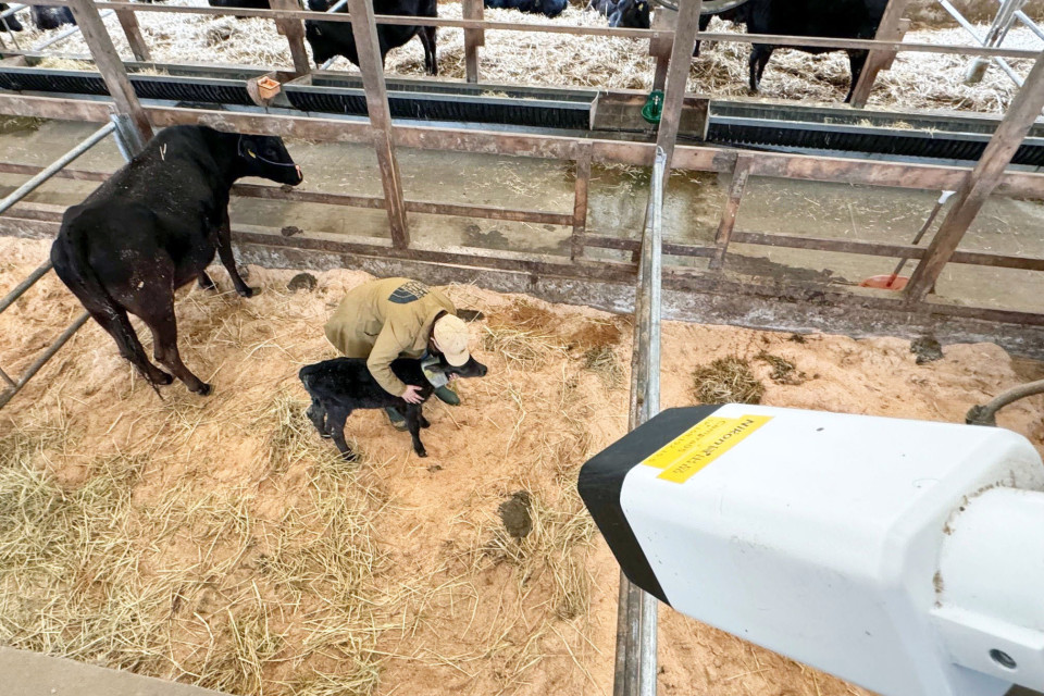 Nikon stworzył kamerę opartą na sztucznej inteligencji do monitorowania porodów krów
